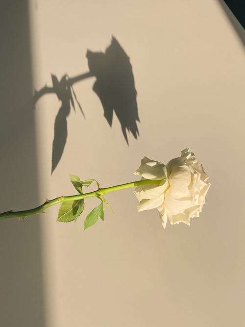 Blooming delicate bud of white rose in sunlight