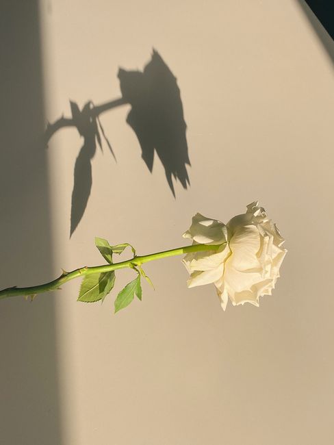 Delicate blooming flower of white rose with stem and leaves in sunbeam and with shadow on beige background