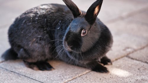 Darmowe zdjęcie z galerii z fotografia zwierzęcia, futrzany, królik