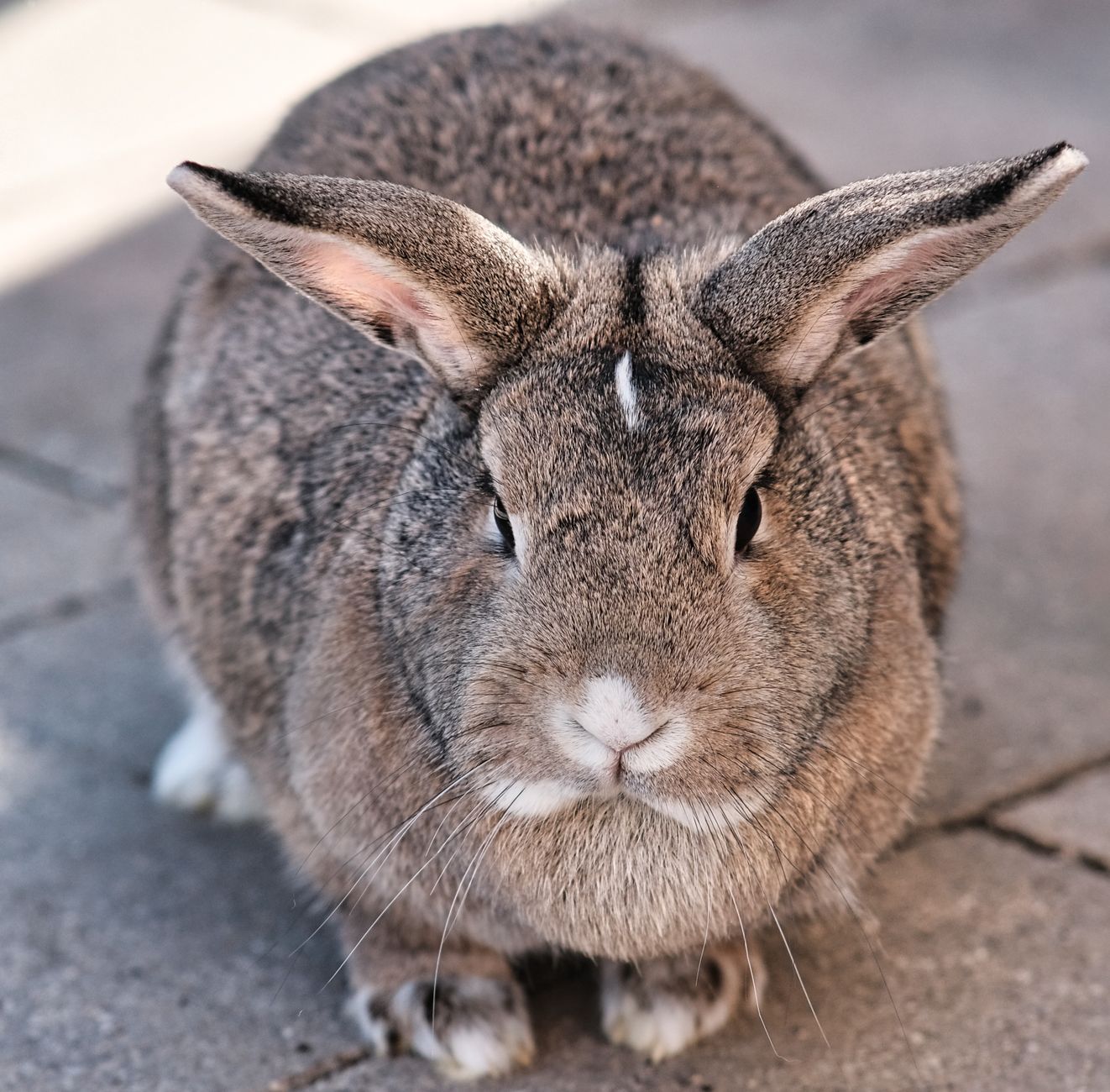 Veterinary care for a rabbit