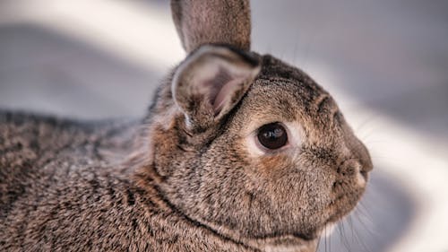 Brown Rabbit in Close Up Photography