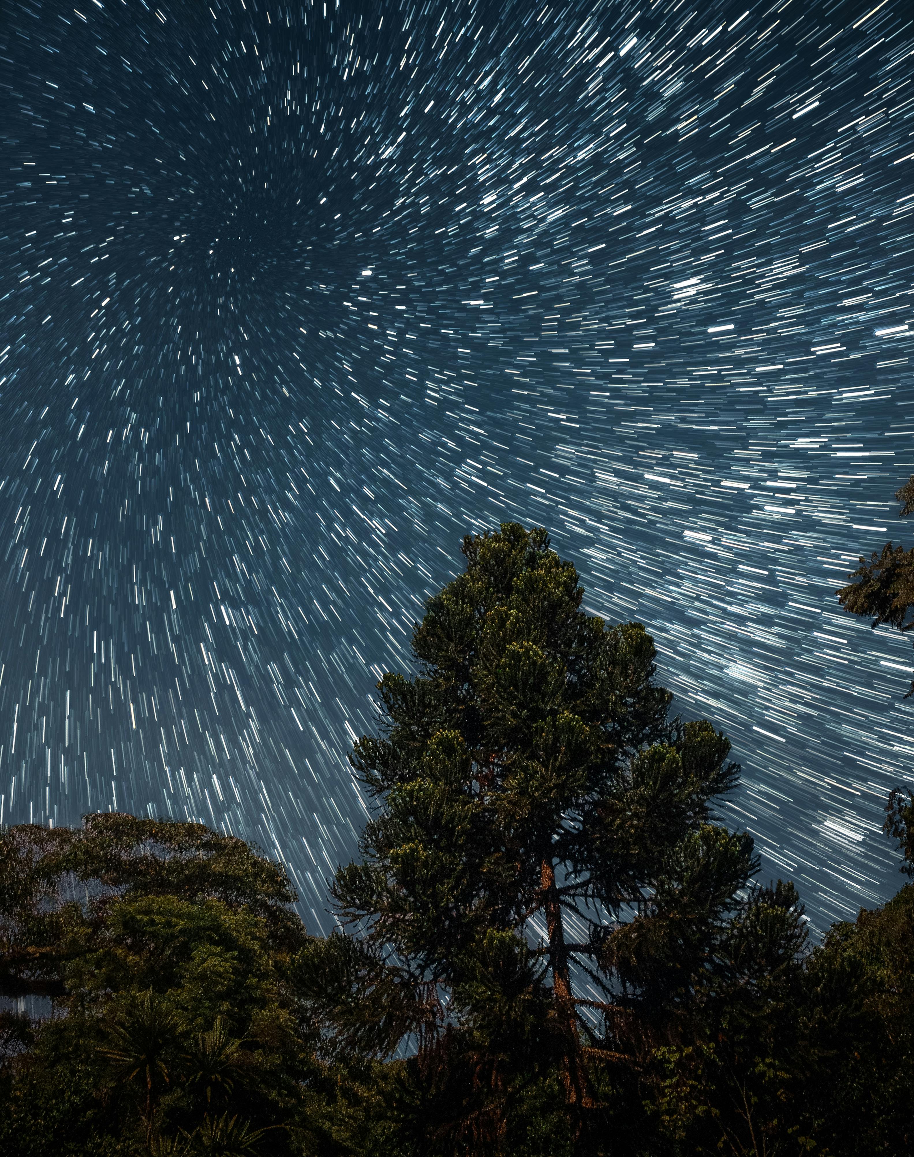 Green Trees During Night Time · Free Stock Photo