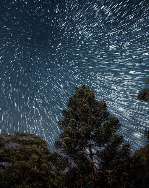 Immagine gratuita di alberi, cielo, fotografia astronomica