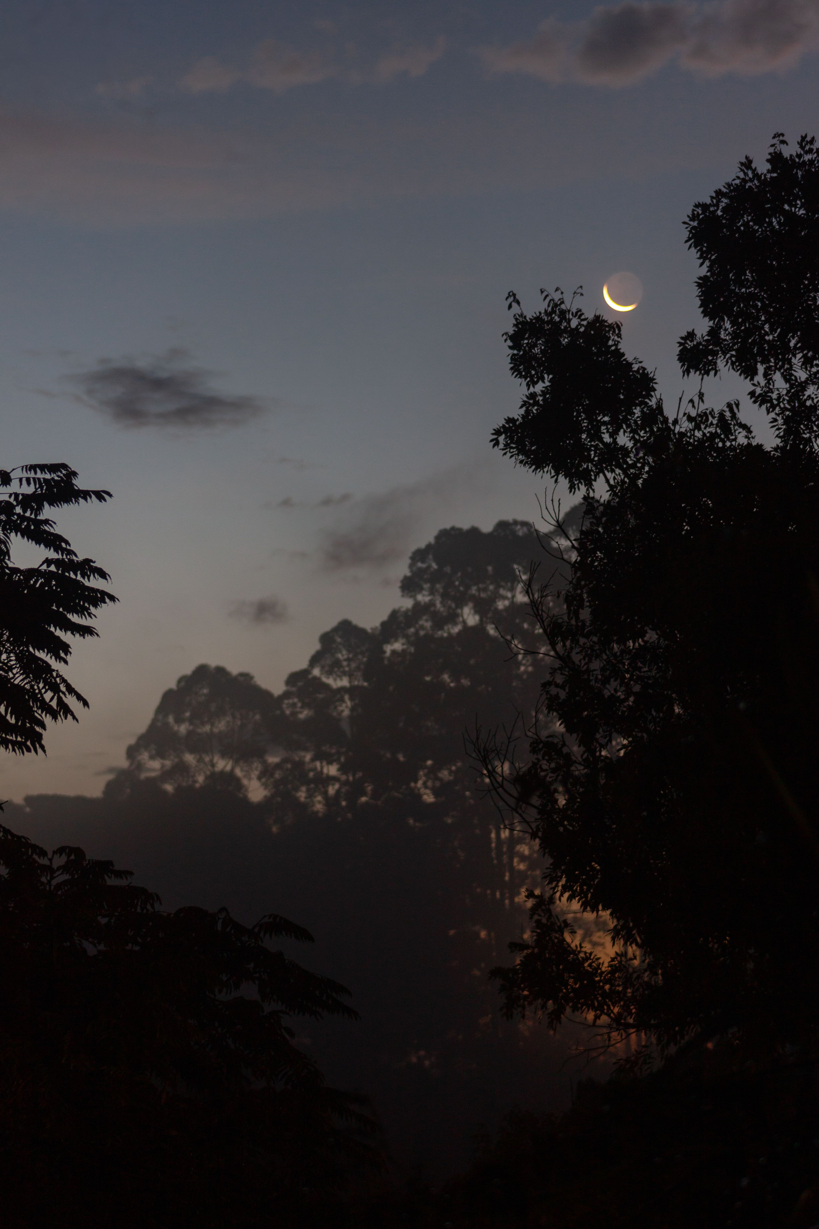 Tranquil scene of a crescent moon in the evening sky above silhouetted trees.