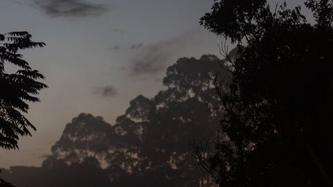 Tranquil scene of a crescent moon in the evening sky above silhouetted trees.
