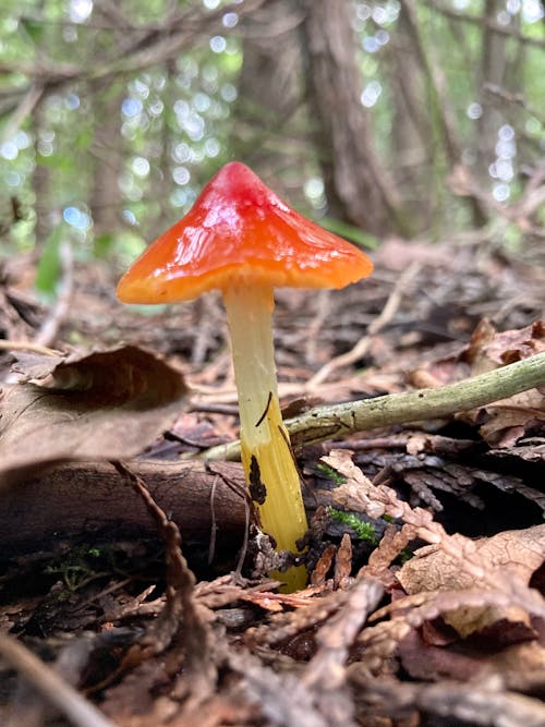 Foto profissional grátis de cogumelo, cogumelo selvagem, floresta