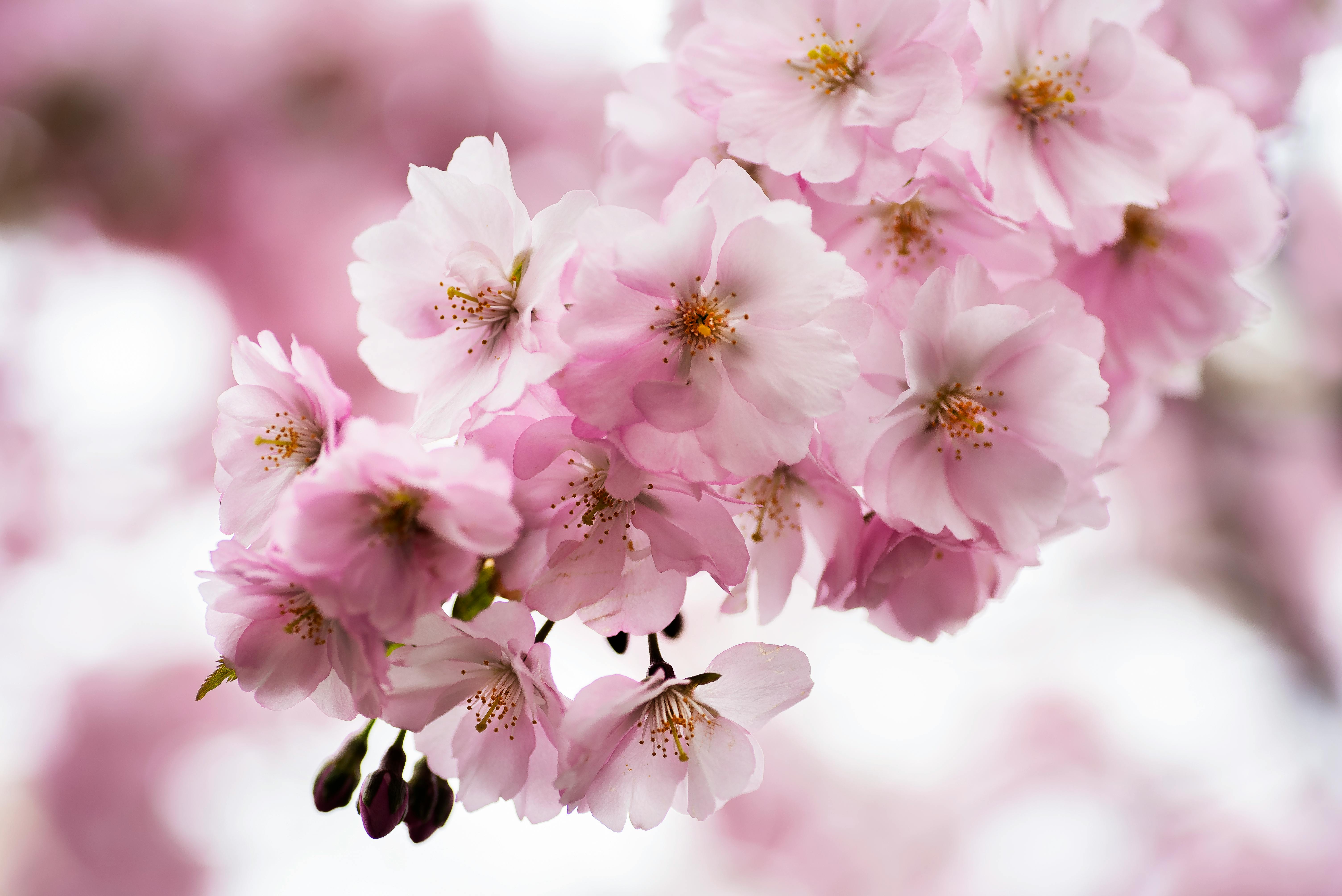 Flowers Behind a Translucent Glass · Free Stock Photo