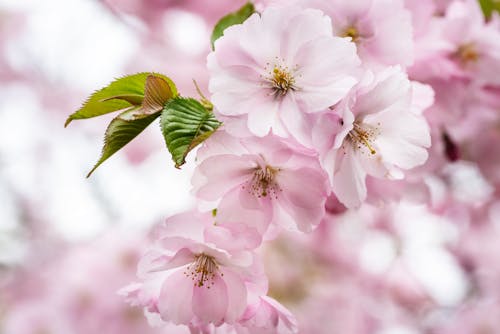 免费 模糊的背景, 樹葉, 櫻花 的 免费素材图片 素材图片