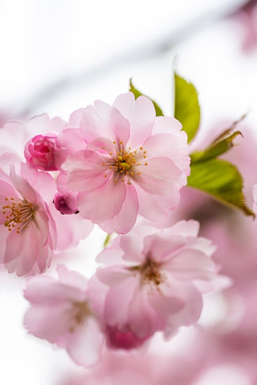 Photo of Blooming Pink Cherry Blossoms · Free Stock Photo