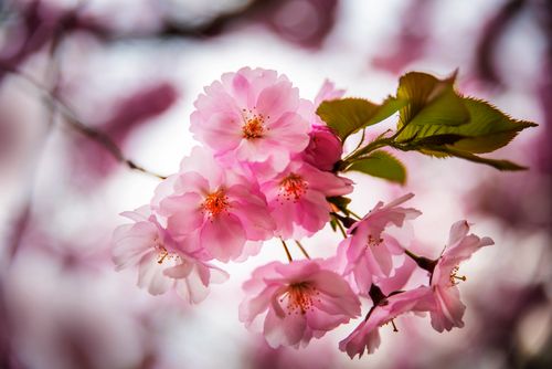 Free A close-up shot of vibrant pink cherry blossoms with a blurred background, capturing the beauty of spring. Stock Photo