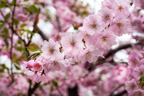 Free Close-up of pink cherry blossoms in full bloom on a branch, symbolizing spring. Stock Photo