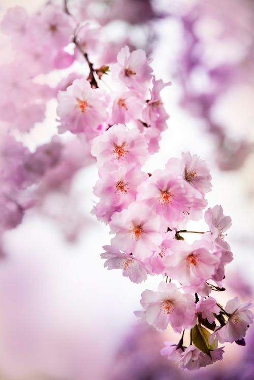 Cherry Blossoms in Bloom 