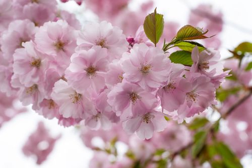 Free Vibrant close-up of pink sakura cherry blossoms in full bloom, capturing spring elegance. Stock Photo