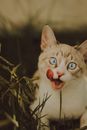 White and Brown Cat With Red Rose on Mouth