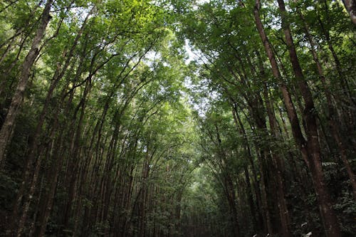 Gratuit Imagine de stoc gratuită din codru, copaci verzi, creștere Fotografie de stoc