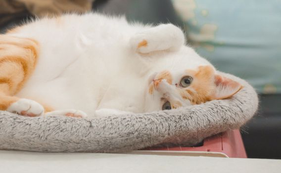 Adorable orange and white domestic cat relaxed indoors on a cozy bed.