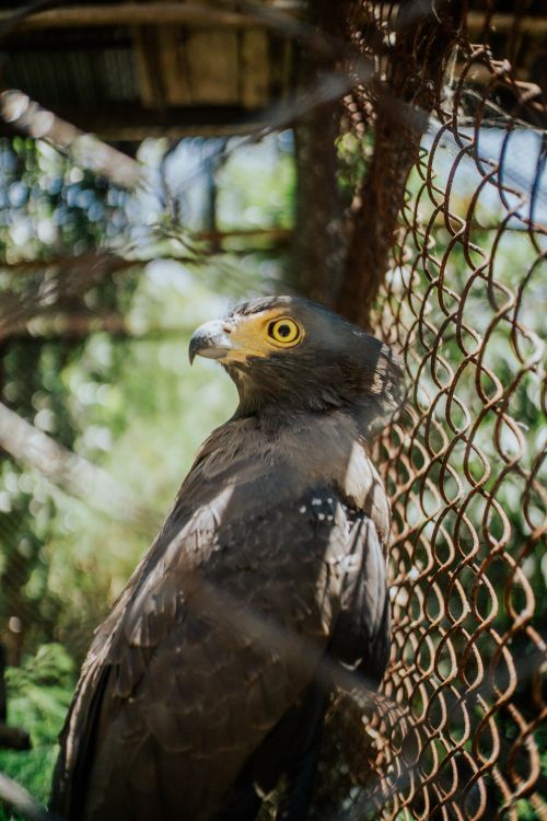 Free Eagle perched behind a fence in a natural outdoor setting, showcasing its sharp gaze. Stock Photo