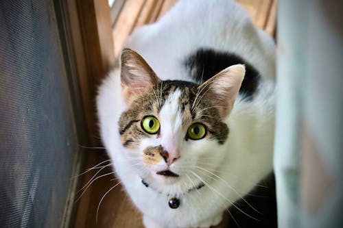 A Cat With Green Eyes 