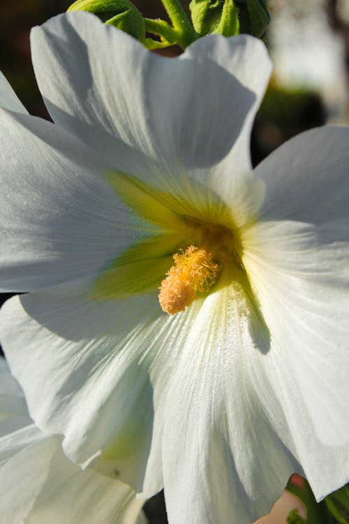 Free Close-up Photo of White Hollyhock Flowers  Stock Photo