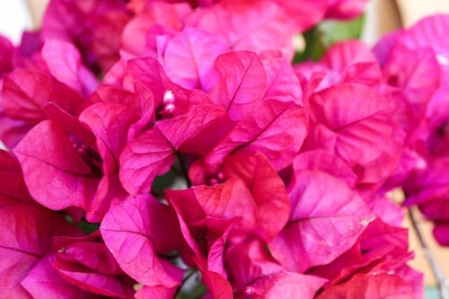 Free Pink Bougainvillea Flowers in Close-Up Photography Stock Photo