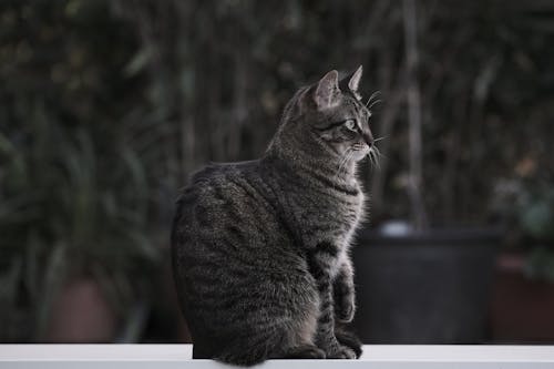 Bezpłatne Darmowe zdjęcie z galerii z fotografia zwierzęcia, koci, kot Zdjęcie z galerii