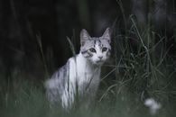 Cat on Green Grass Field