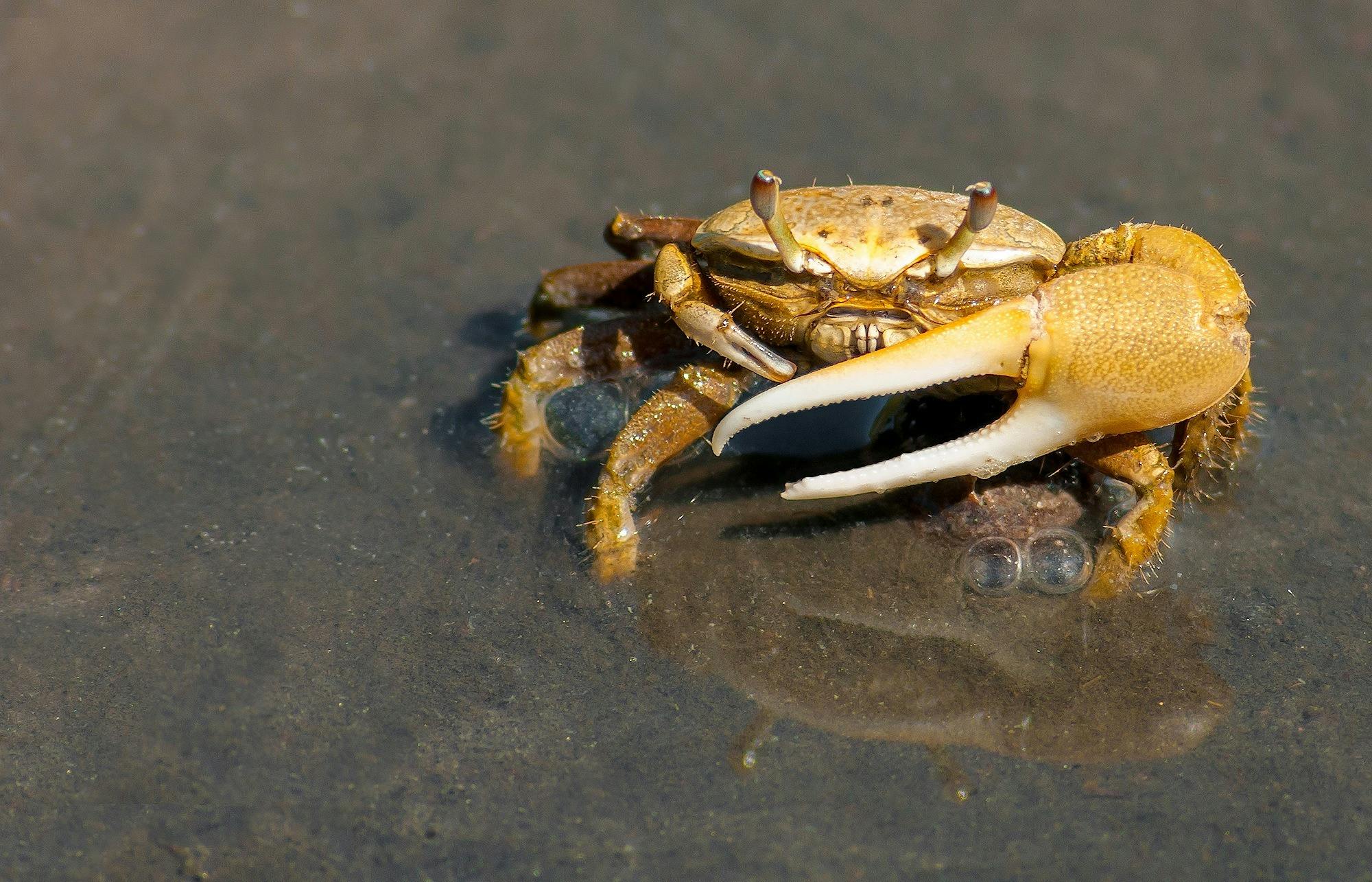 yellow crabs