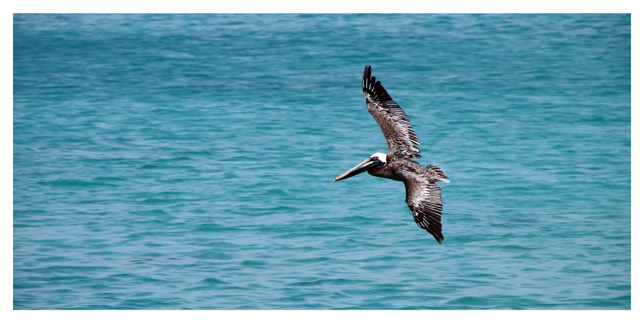 Kostnadsfria Kostnadsfri bild av brun pelikan, fågel, fjäderdräkt Stock foto