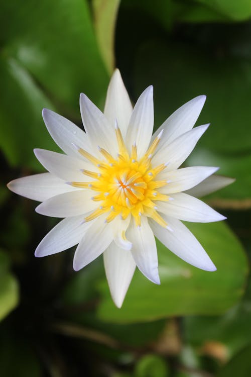 White and Yellow Flower in Tilt Shift Lens