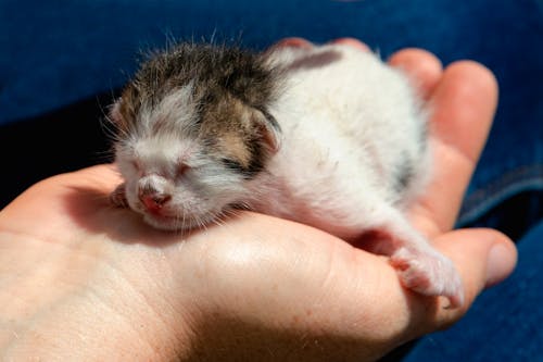 Free Close-Up Shot of a Person Holding a Kitten Stock Photo