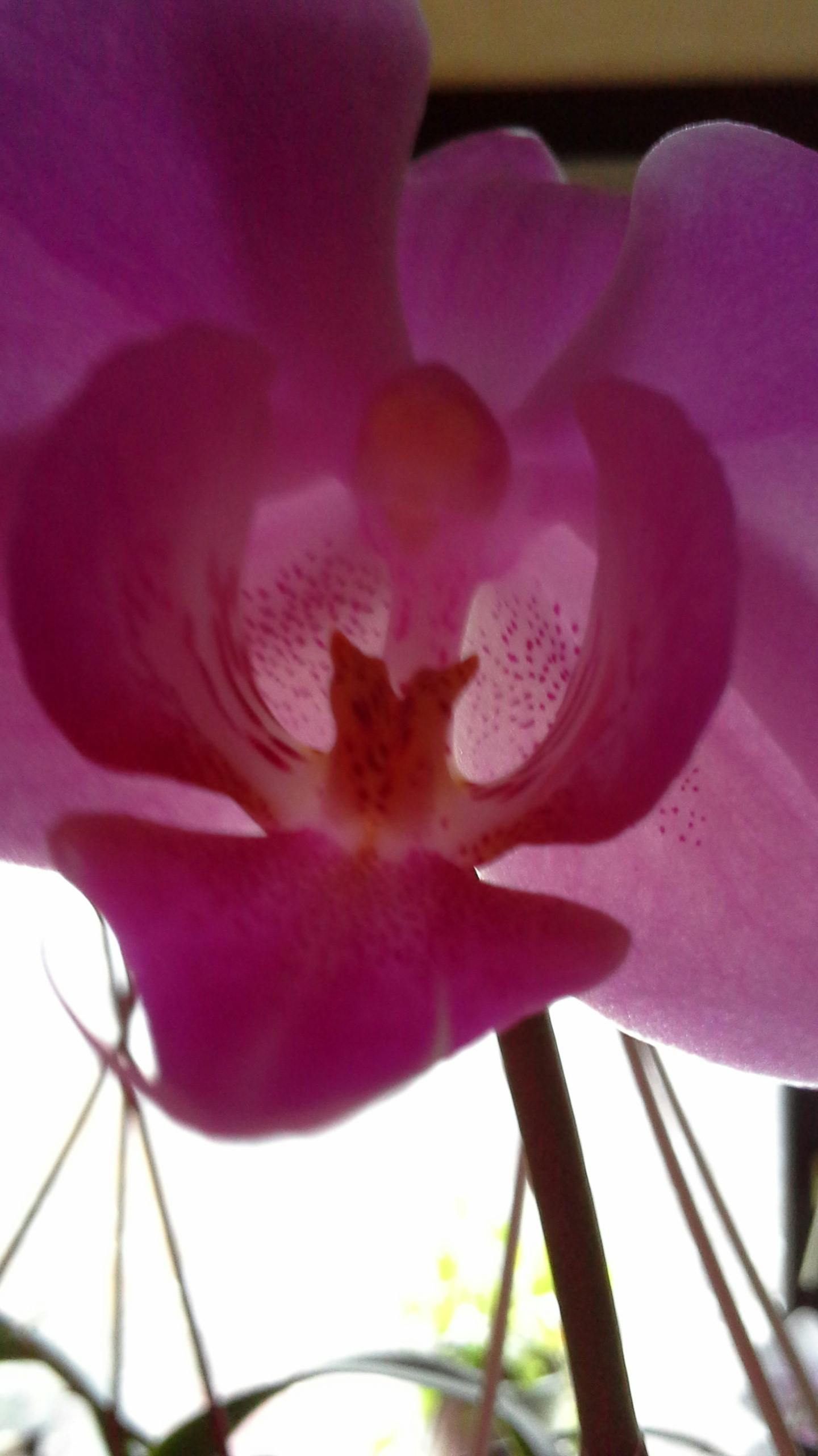 Free stock photo of orchidea, purple flowers