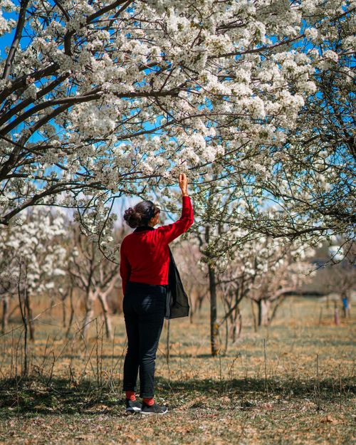 Free A woman stands admiring blooming trees in a scenic orchard. Stock Photo