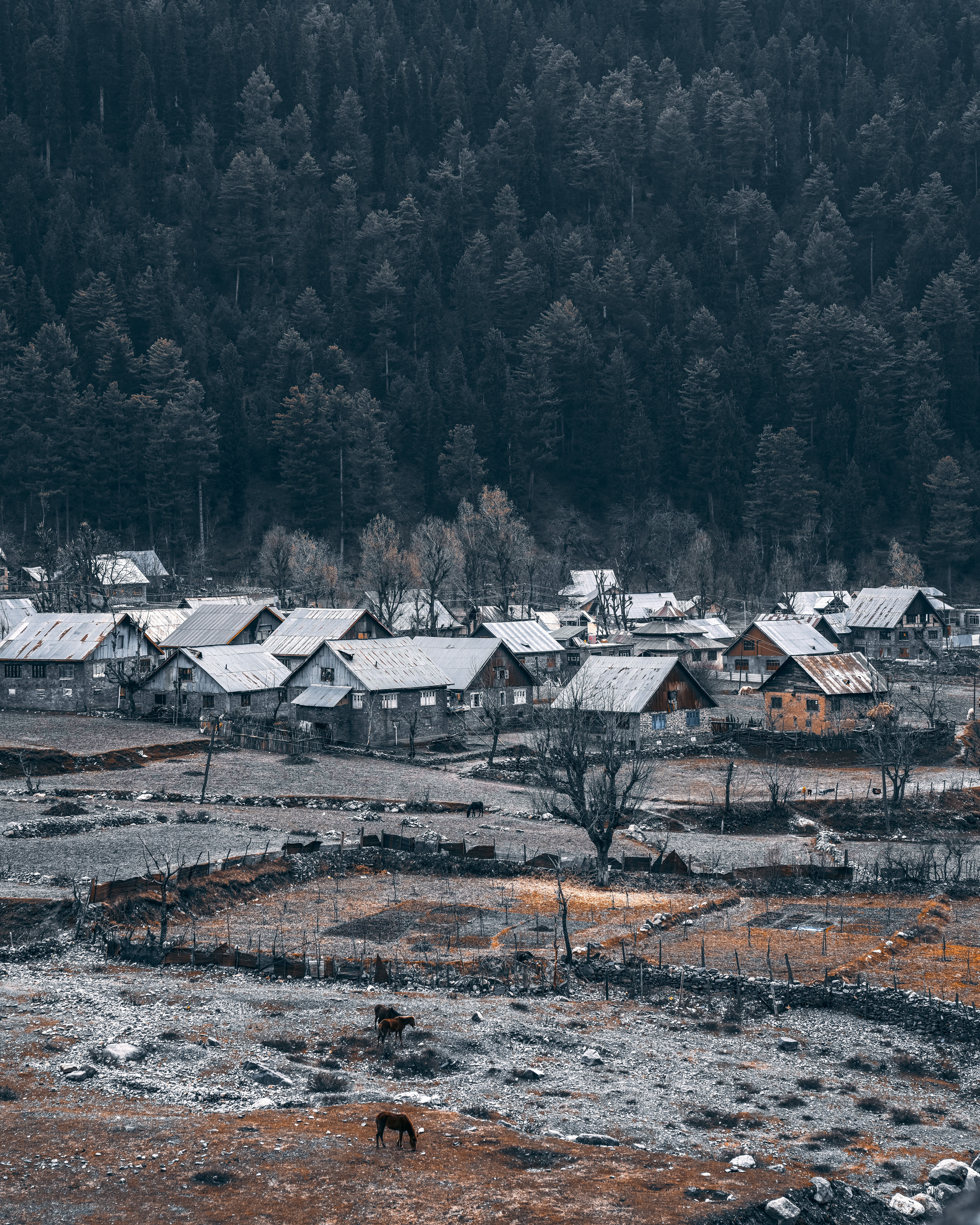 Charming snow-dusted village in Sonamarg beside lush evergreen forest.
