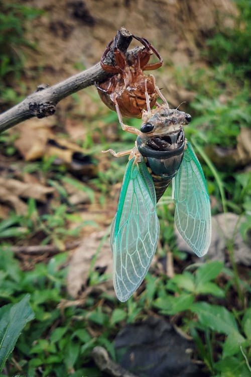 Free stock photo of cicada