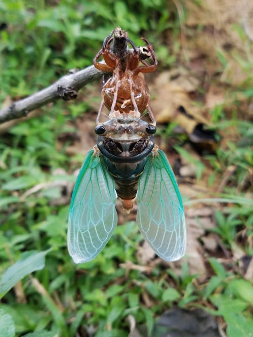 Free stock photo of cicada