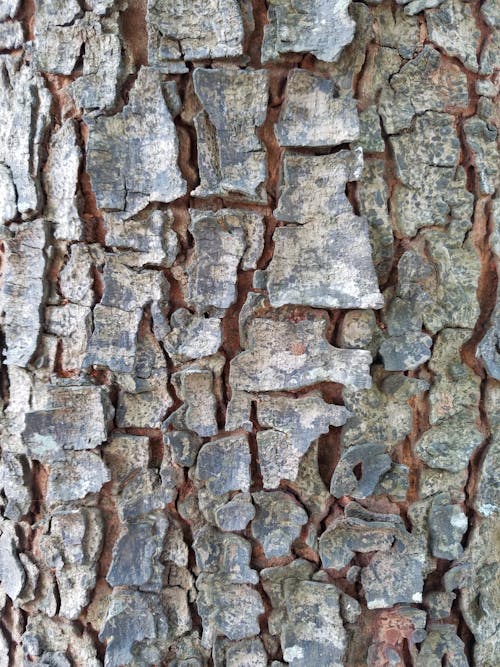 Free stock photo of tree s bark