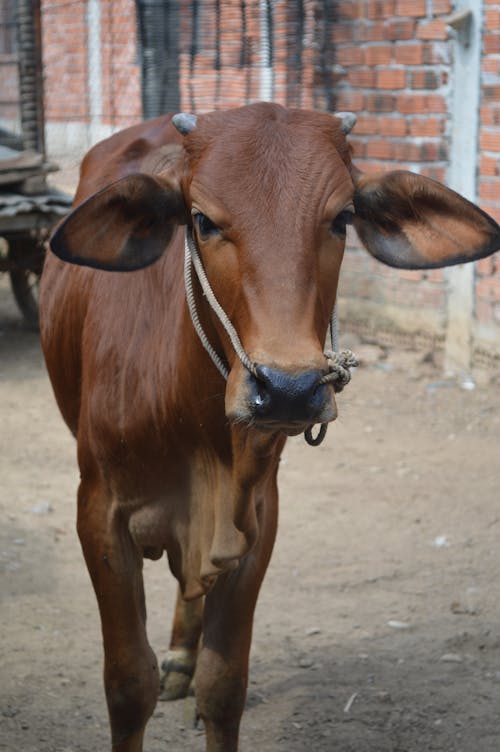 Free Close-Up Shot of a Brown Cow Stock Photo