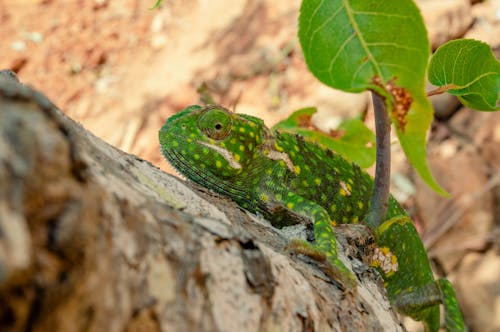 Gratis stockfoto met beest, beklimmen, bladeren