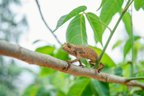 Gratis stockfoto met beest, bladeren, boom