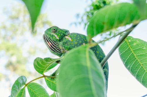 Gratis stockfoto met beest, bladeren, camouflage