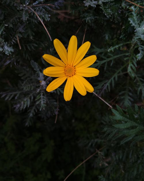 Free Close-Up Shot of a Yellow Flower in Bloom Stock Photo