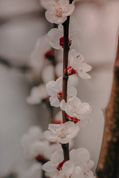 Безкоштовне стокове фото на тему «білі квіти, вертикальні постріл, вишневий цвіт» стокове фото