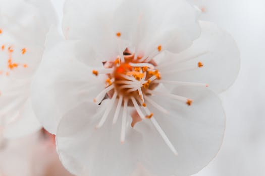 Macro photo capturing the delicate texture and intricate details of a white cherry blossom flower in full bloom.