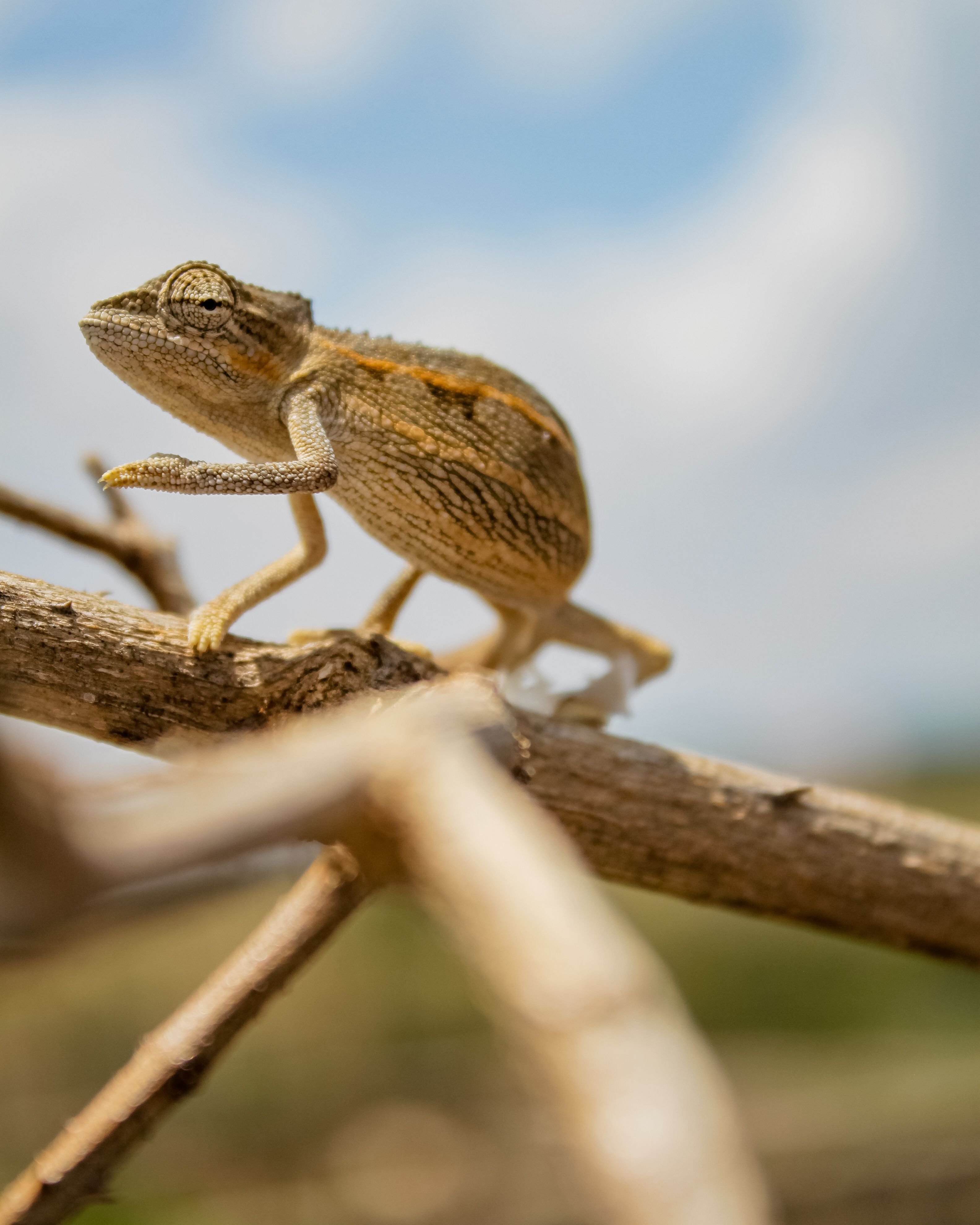 Nature Adaptive Photos, Download The BEST Free Nature Adaptive Stock ...