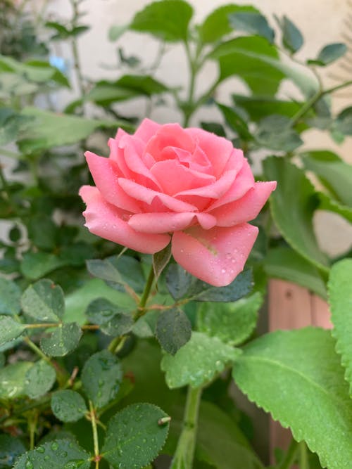 Foto d'estoc gratuïta de creixement, delicat, flor rosa