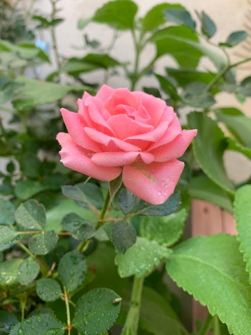 Close-Up Shot of a Pink Rose in Bloom