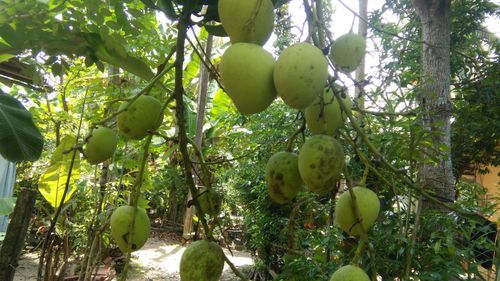 Free stock photo of big mango, mango, mango fruit Stock Photo