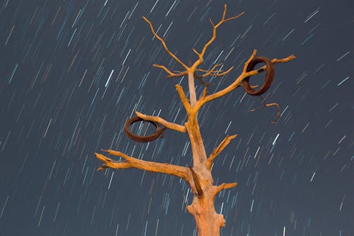 Brown Tree During Night Time
