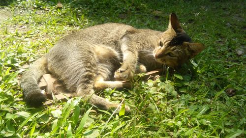 Free stock photo of big cat, cat, cute cat Stock Photo