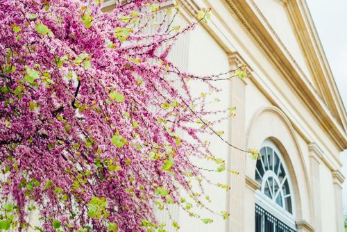 Free Vibrant pink blossoms against a classic Parisian building facade, capturing the essence of spring. Stock Photo